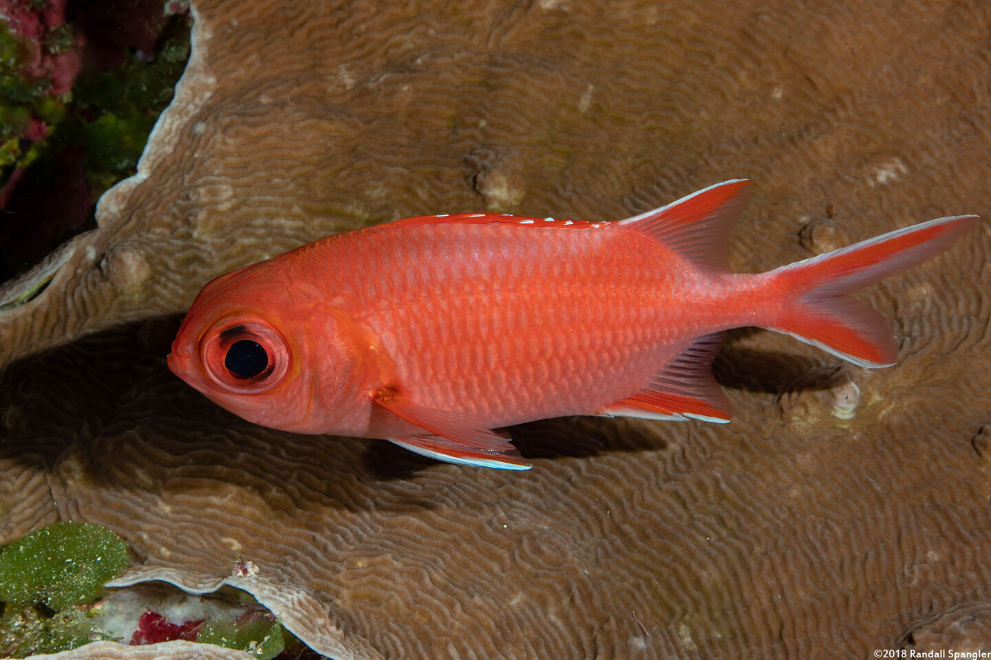 Myripristis vittata (Whitetip Soldierfish)