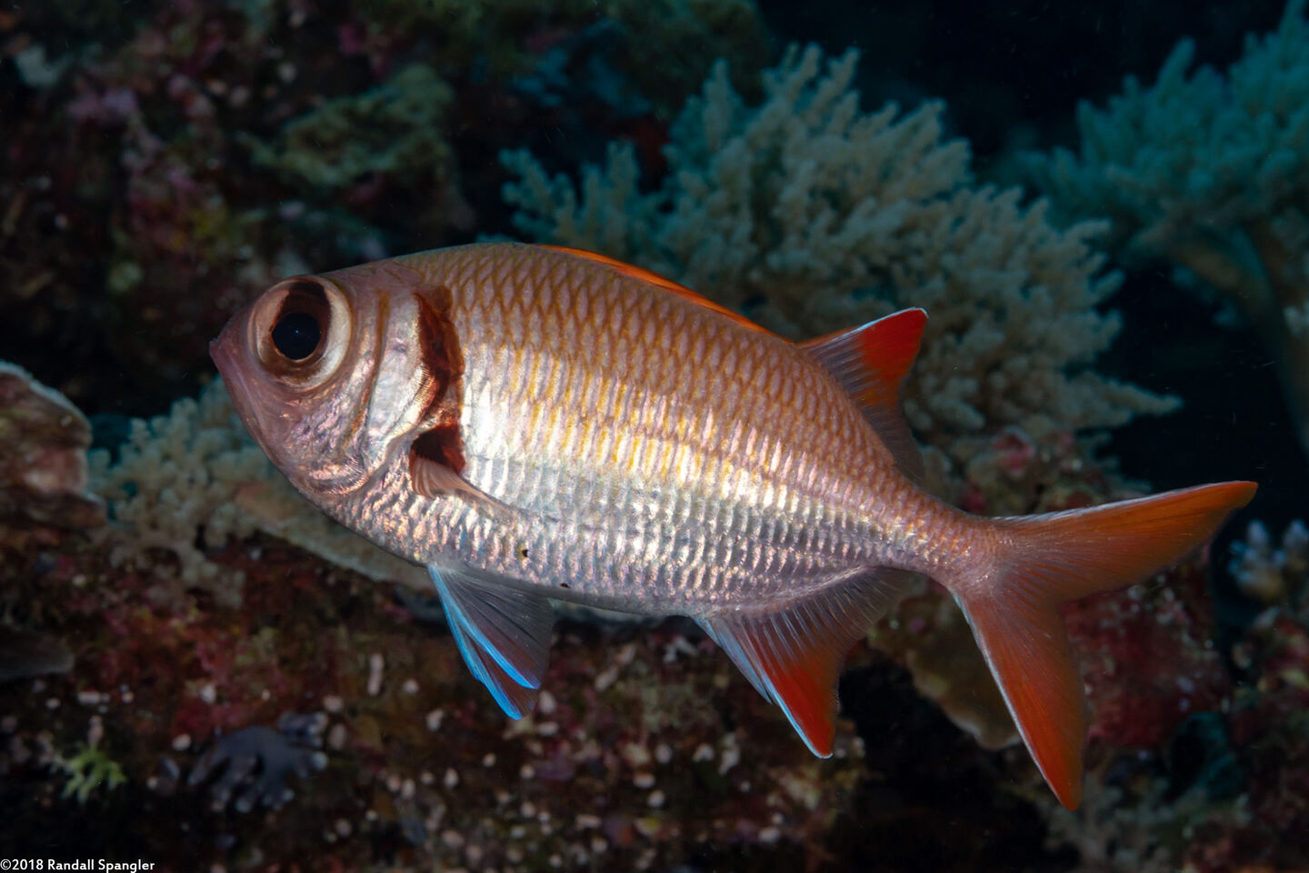 Myripristis kuntee (Pearly Soldierfish)