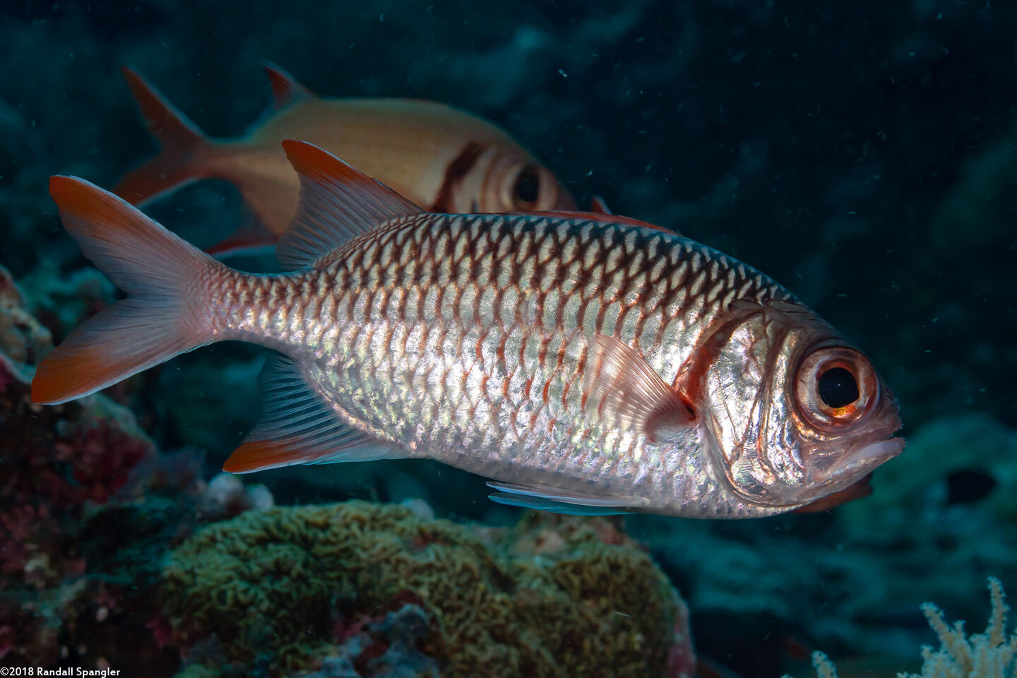 Myripristis violacea (Violet Soldierfish)