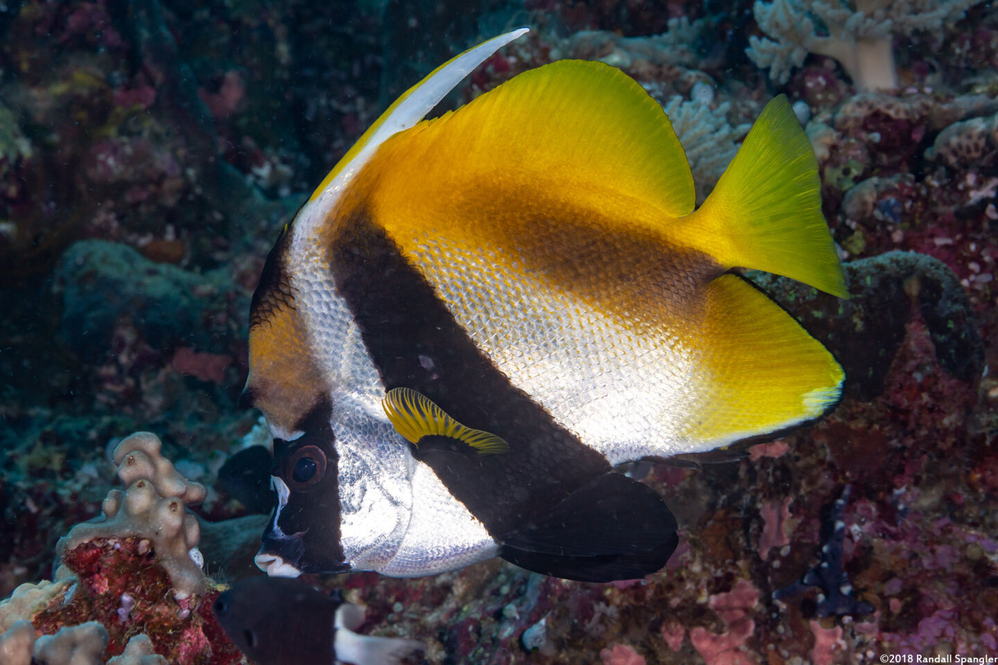 Heniochus monoceros (Masked Bannerfish)