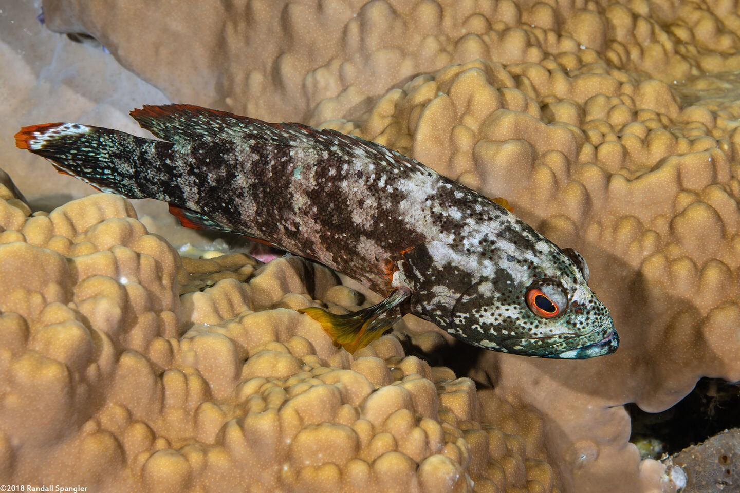 Cephalopholis urodeta (Flagtail Grouper)