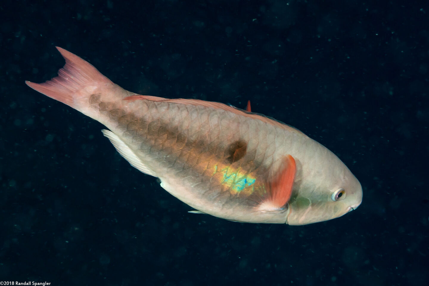 Scarus forsteni (Bluepatch Parrotfish)