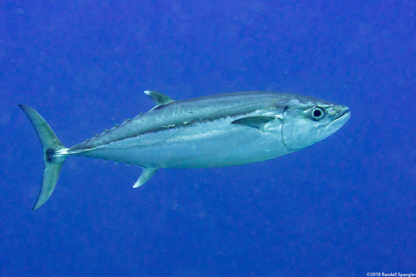 Gymnosarda unicolor (Dogtooth Tuna)