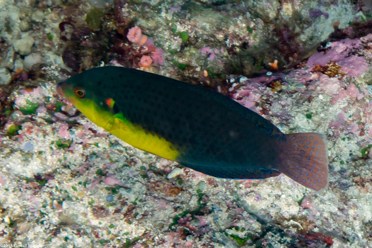 Anampses twistii (Yellow-Breasted Wrasse)