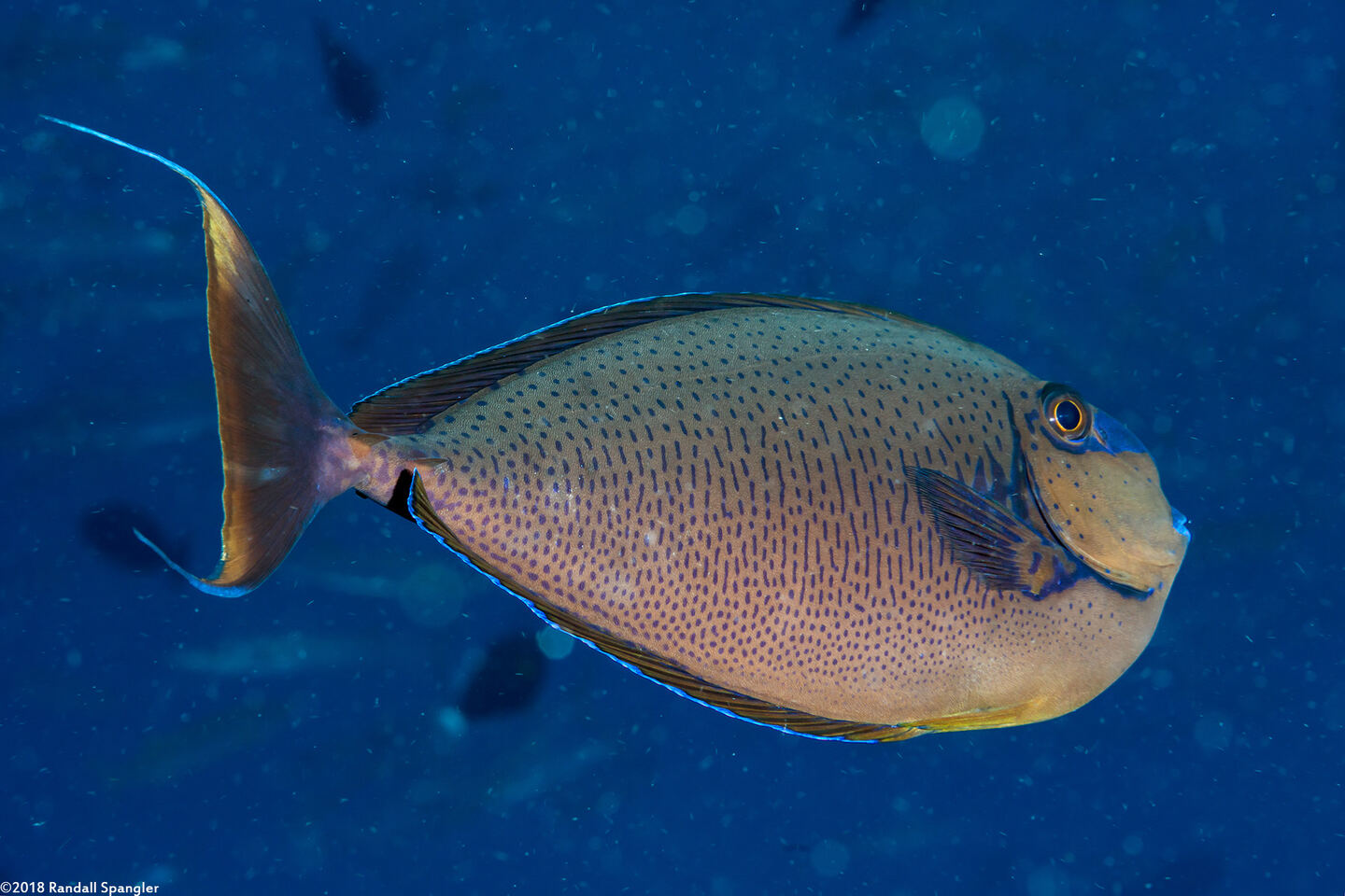 Naso vlamingii (Bignose Unicornfish)