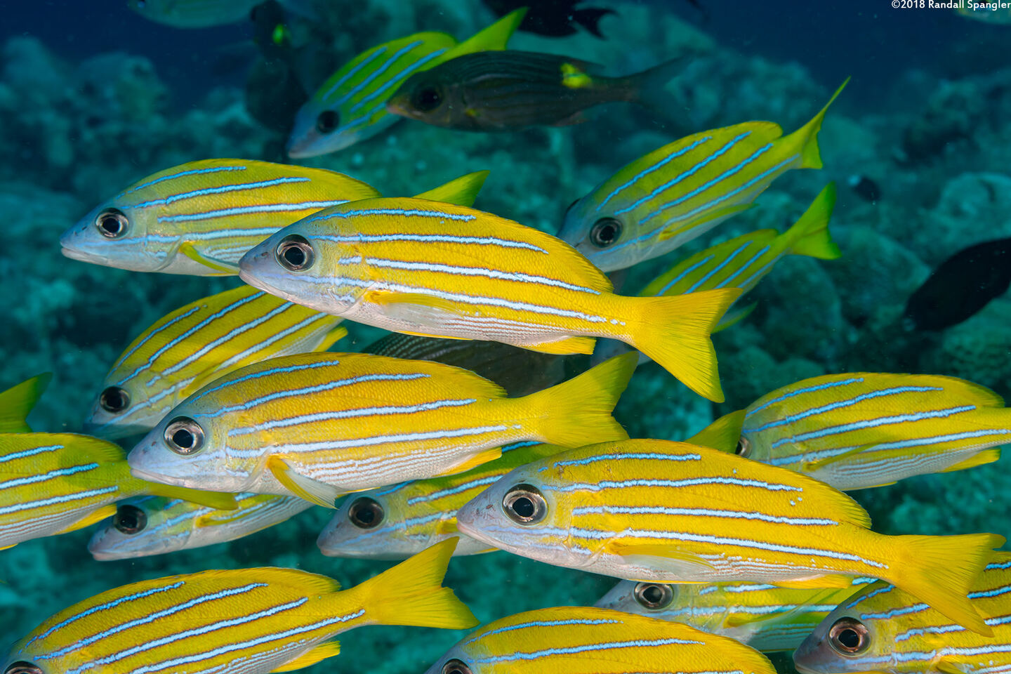 Lutjanus kasmira (Bluestripe Snapper)