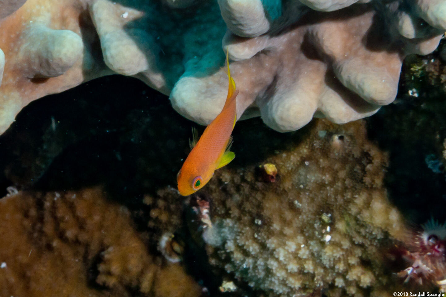 Pseudanthias pleurotaenia (Squarespot Anthias)