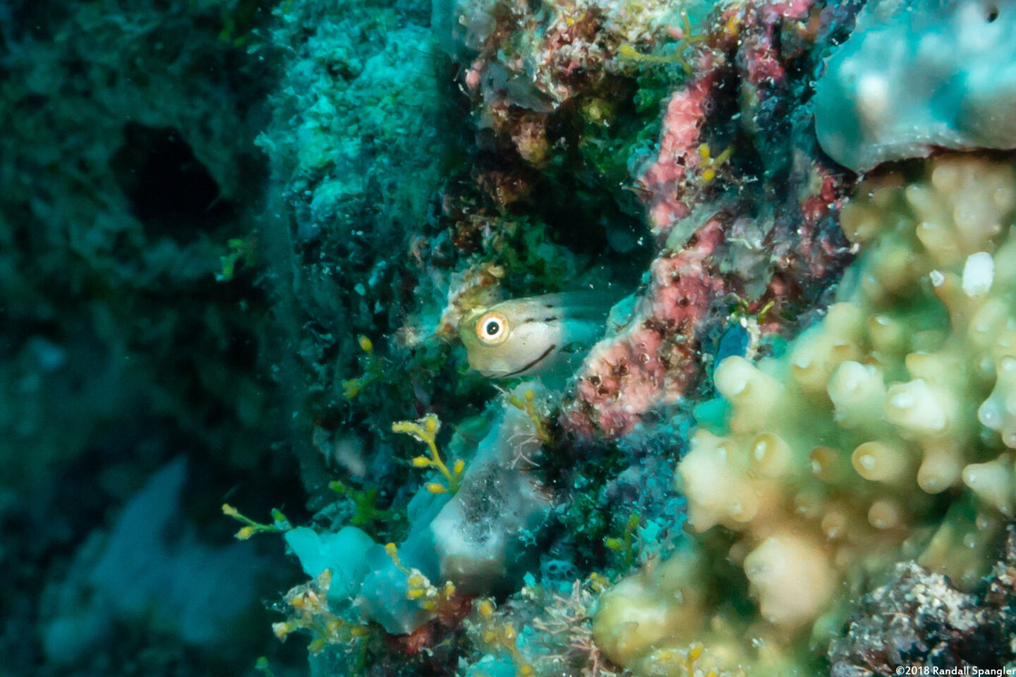 Ecsenius yaeyamaensis (Yaeyama Coralblenny)