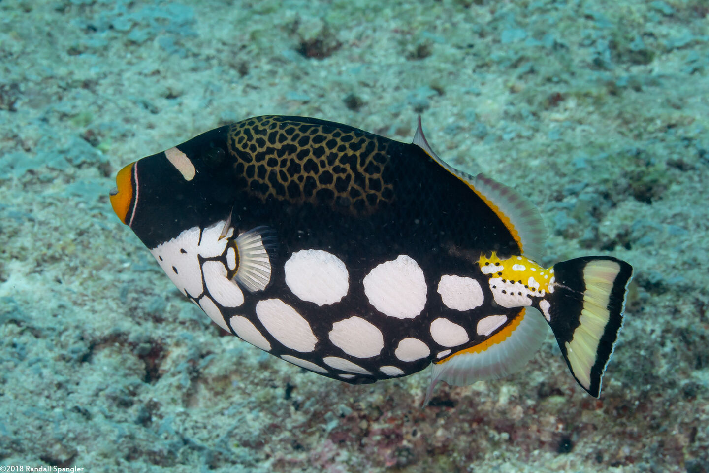 Balistoides conspicillum (Clown Triggerfish)