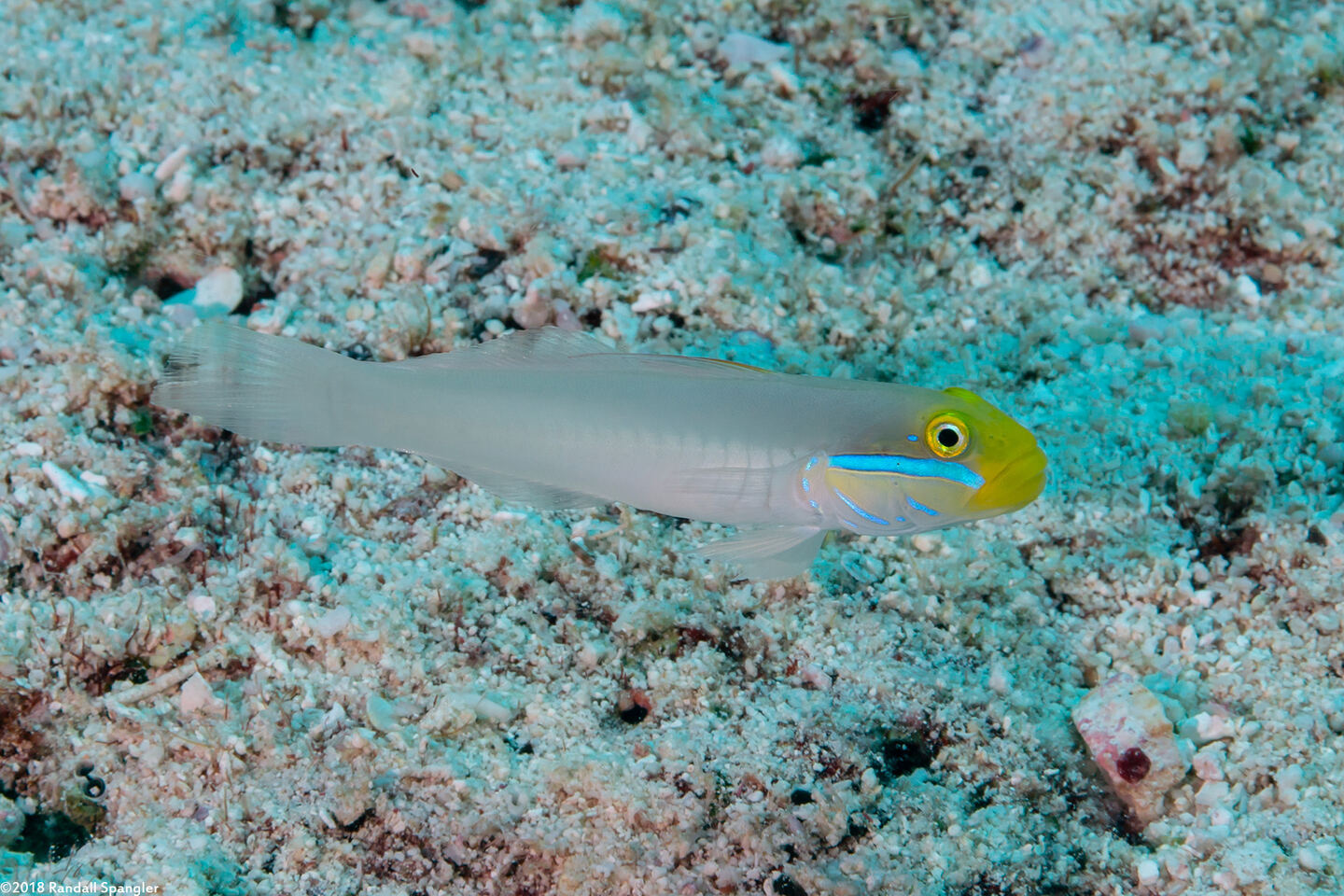 Valenciennea strigata (Bluestreak Goby)