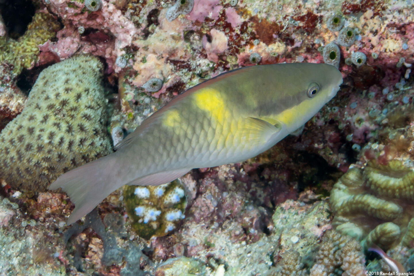 Scarus dimidiatus (Yellow-Barred Parrotfish)