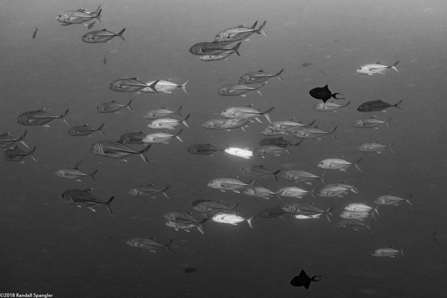 Caranx sexfasciatus (Bigeye Trevally)