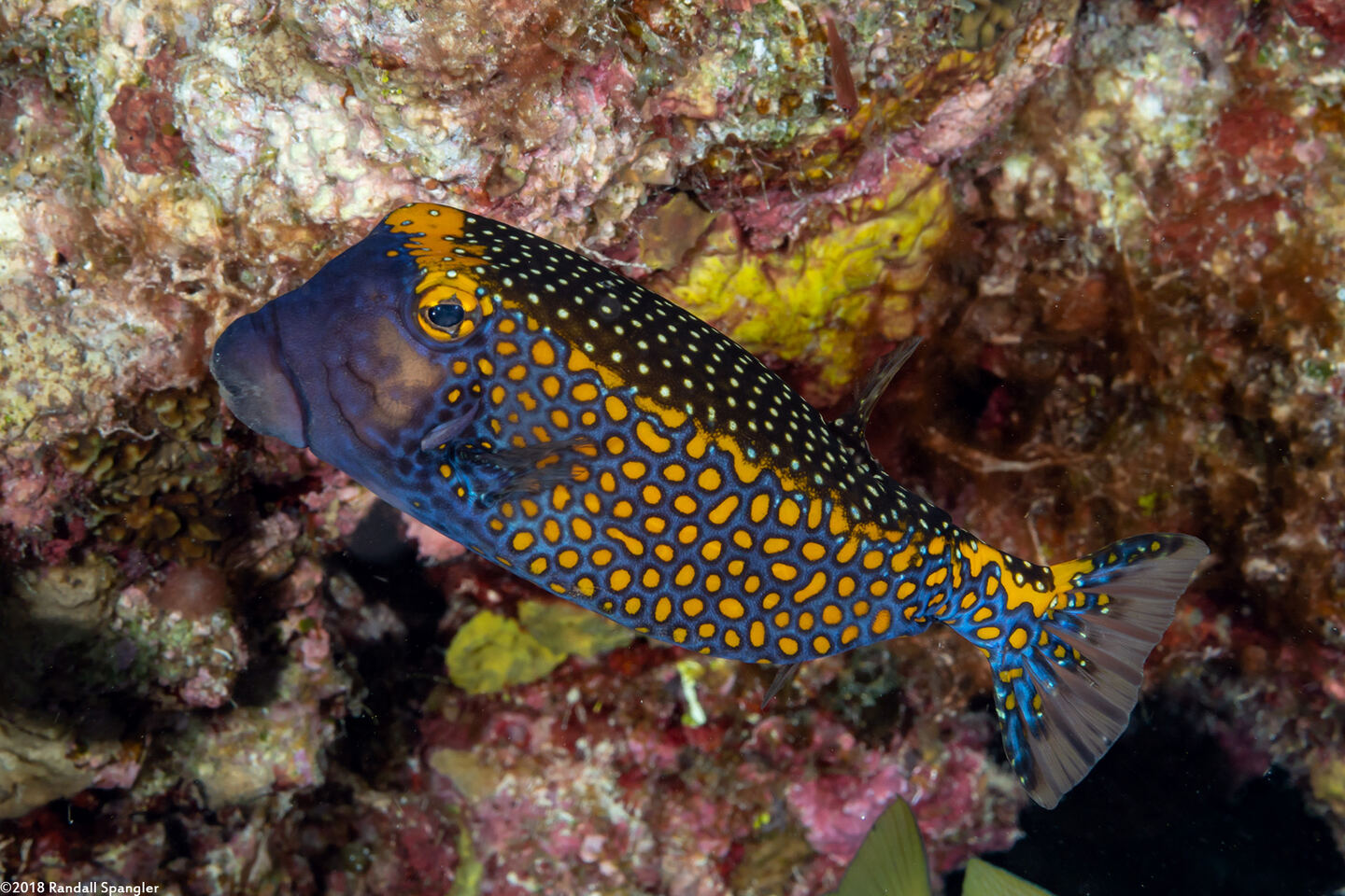 Ostracion meleagris (Spotted Boxfish)