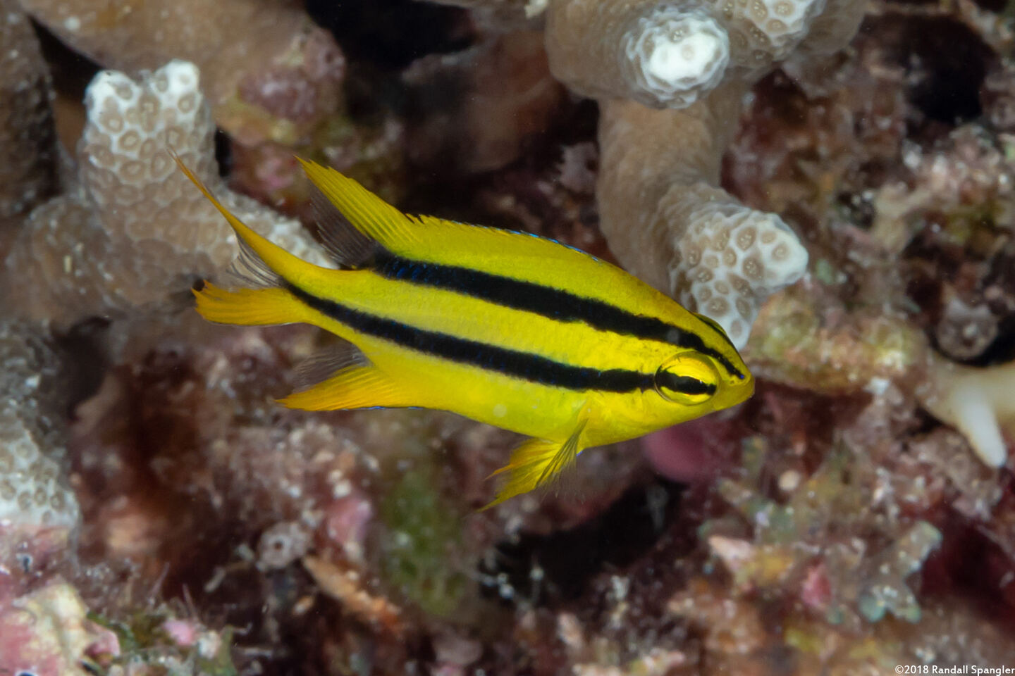 Neoglyphidodon nigroris (Yellowtail Damsel)