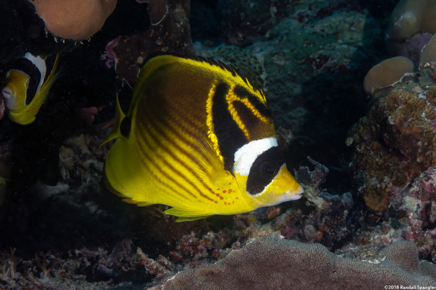 Chaetodon lunula (Raccoon Butterflyfish)