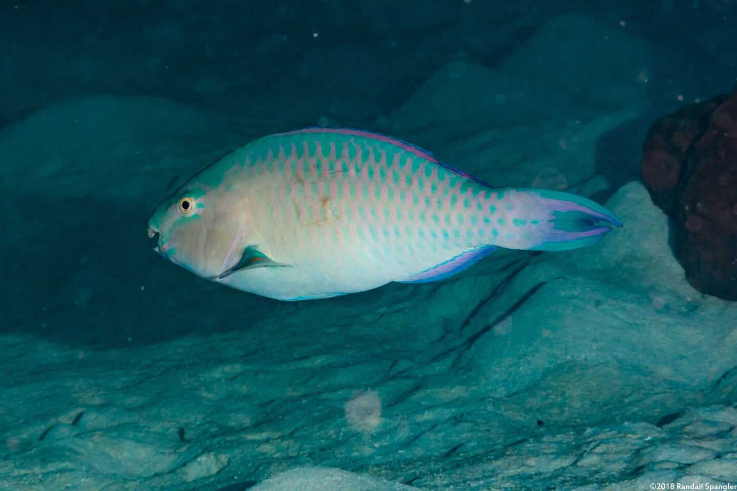 Scarus ghobban (Bluebarred Parrotfish)