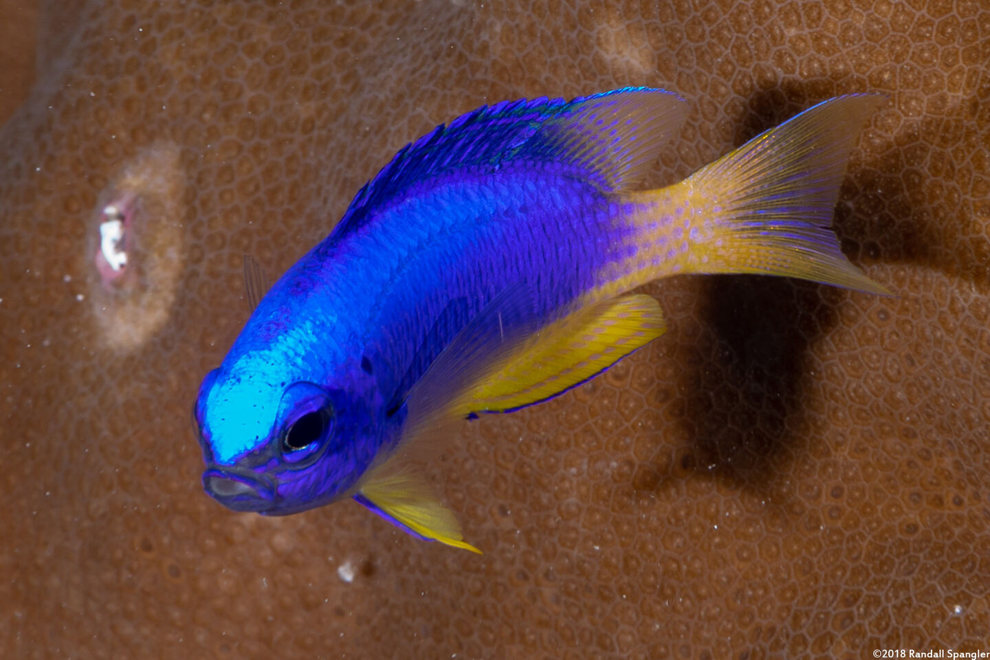 Pomacentrus coelestis (Neon Damsel)