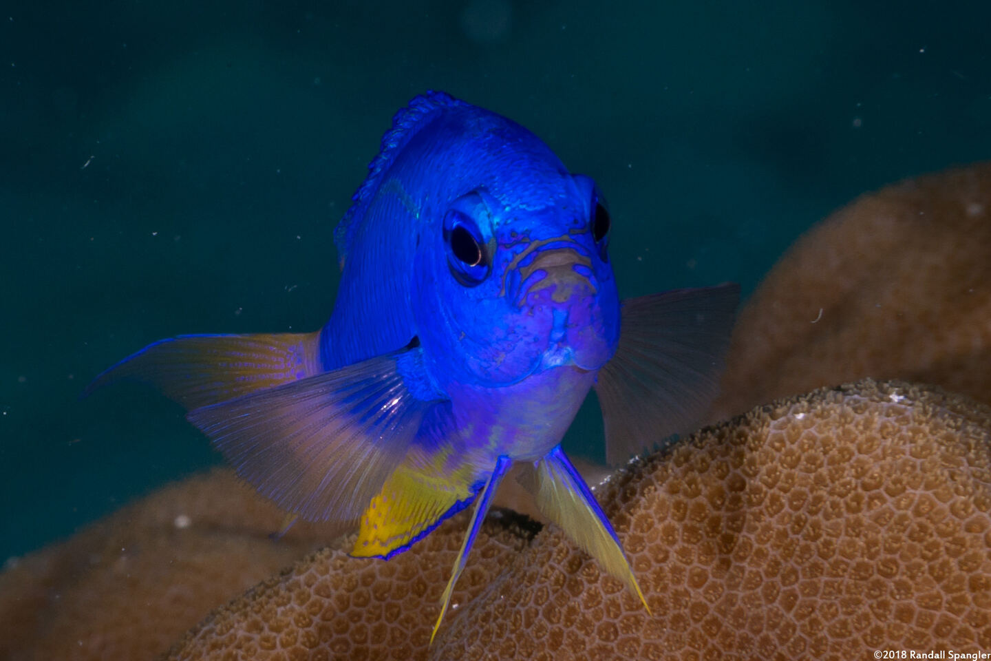 Pomacentrus coelestis (Neon Damsel)