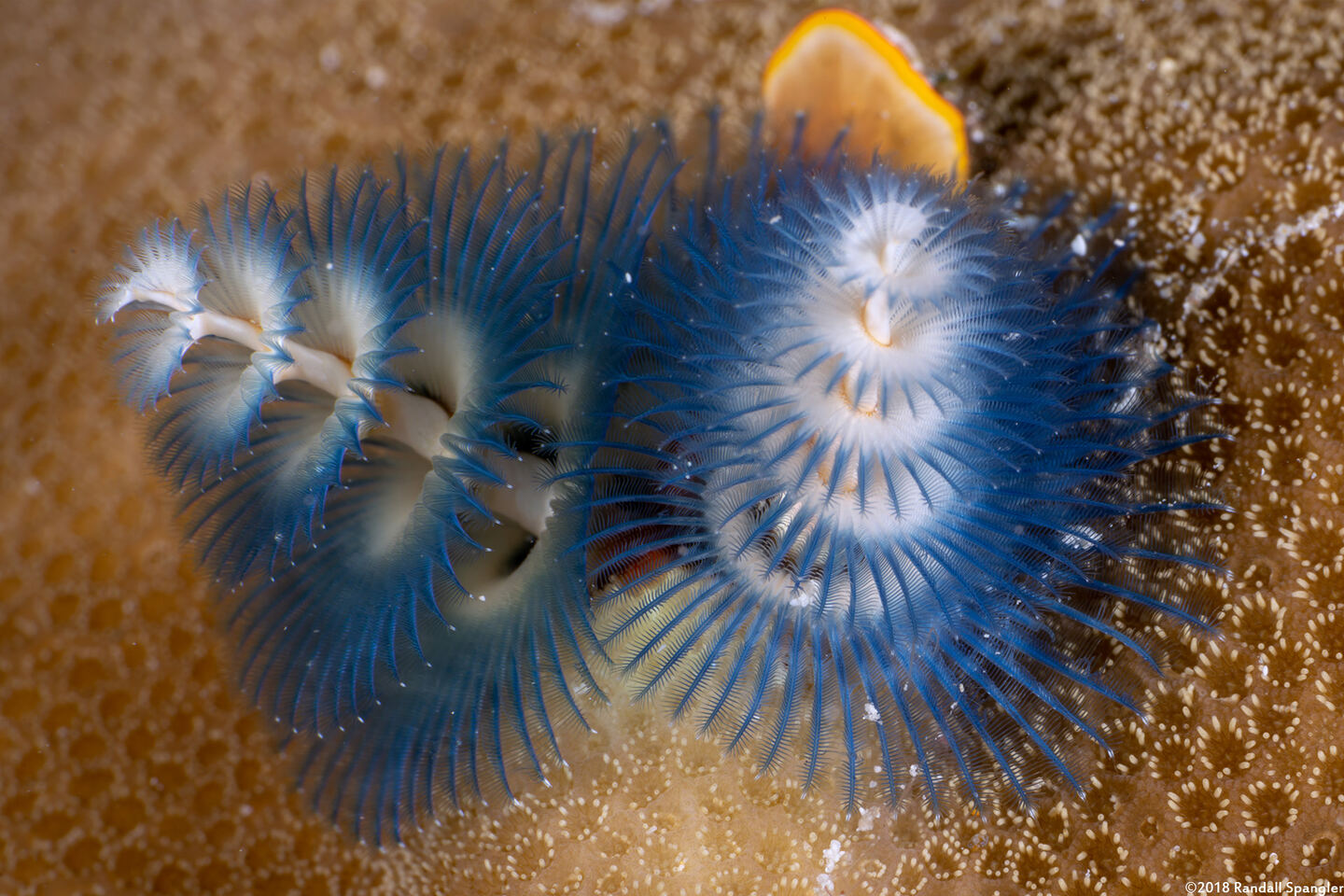Spirobranchus sp.1 (Christmas Tree Worm)
