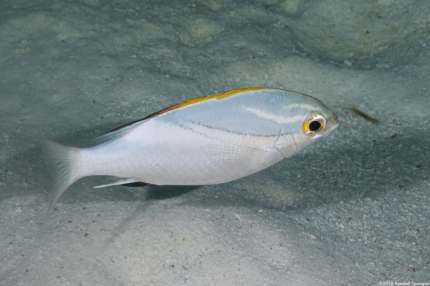 Scolopsis bilineata (Bridled Monocle Bream)