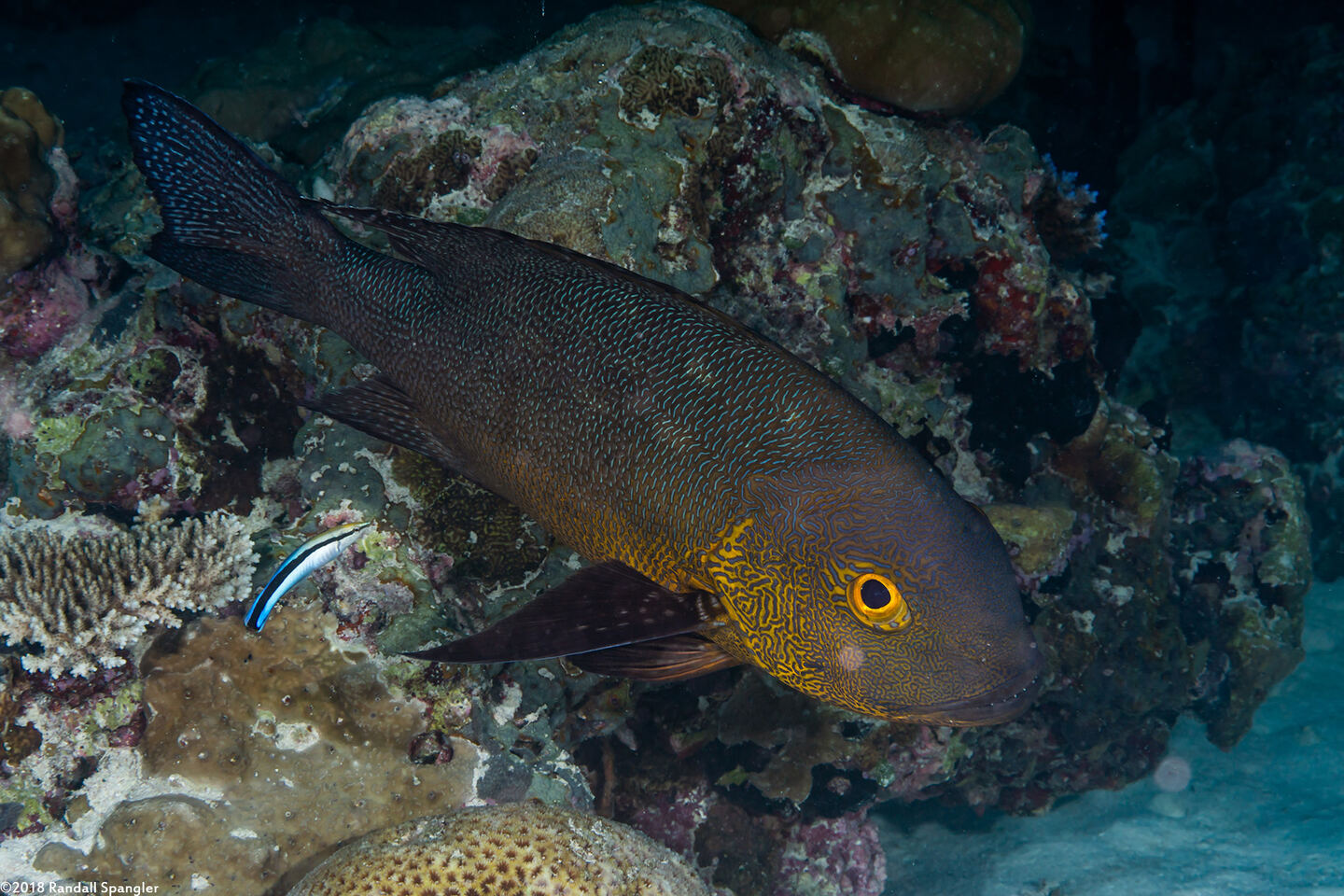 Macolor macularis (Midnight Snapper)