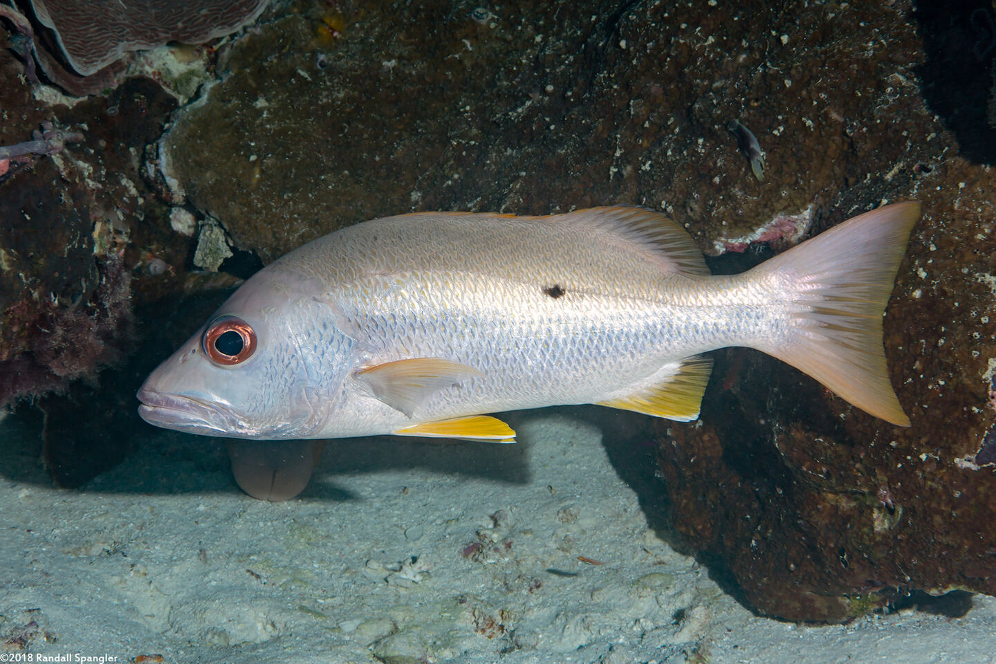 Lutjanus monostigma (Onespot Snapper)