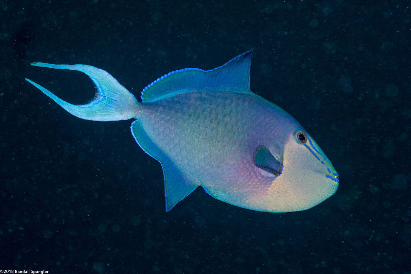 Odonus niger (Redtooth Triggerfish)