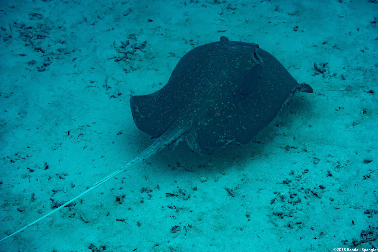 Urogymnus granulatus (Whitetail Stingray)