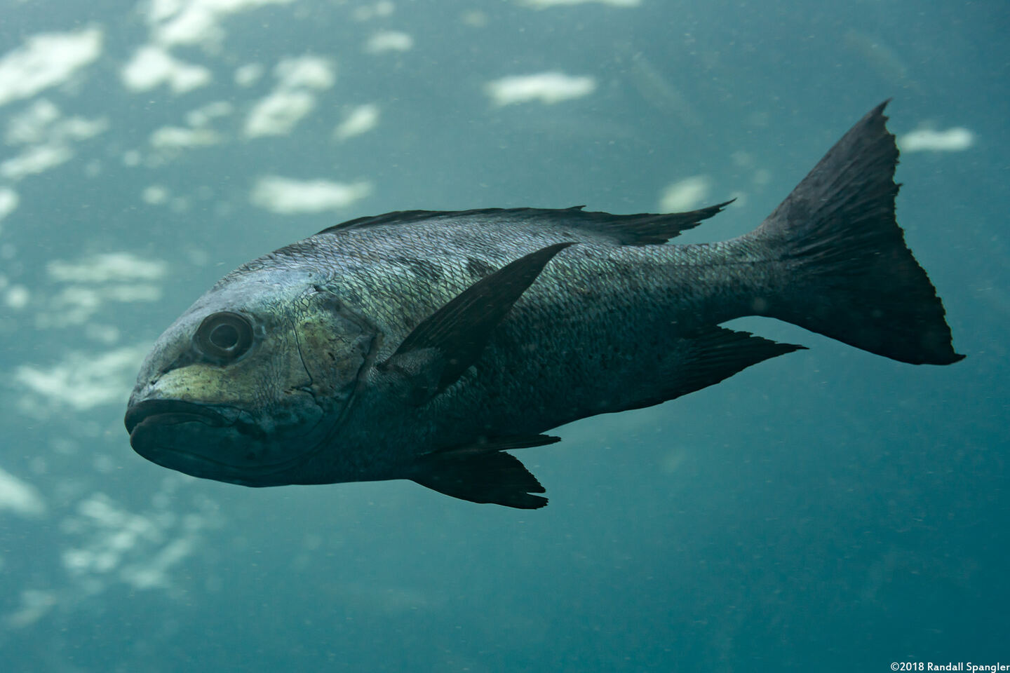 Macolor niger (Black Snapper)