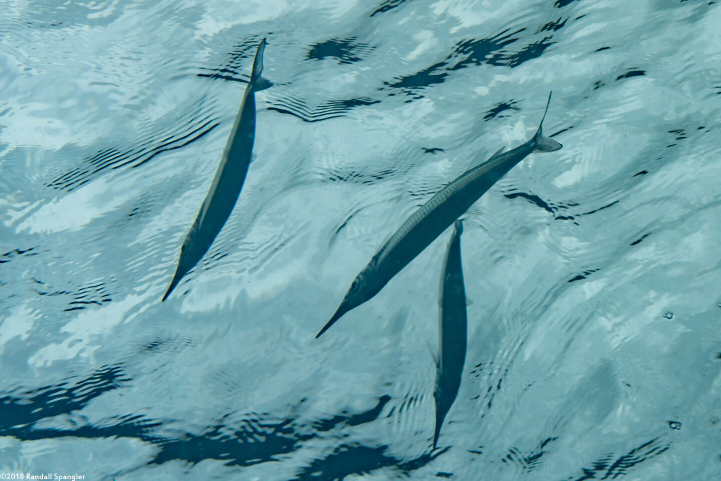 Hyporhamphus dussumieri (Dussumier's Halfbeak)