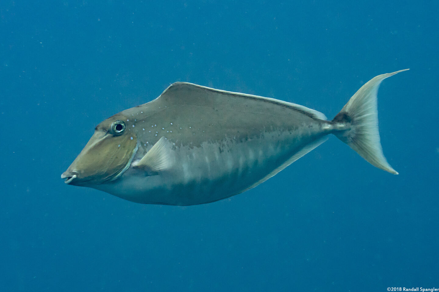 Naso brachycentron (Humpback Unicornfish)