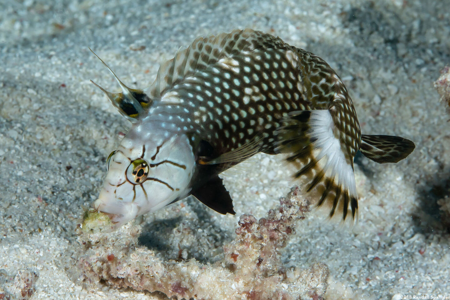 Novaculichthys taeniourus (Rockmover Wrasse); Moving a rock