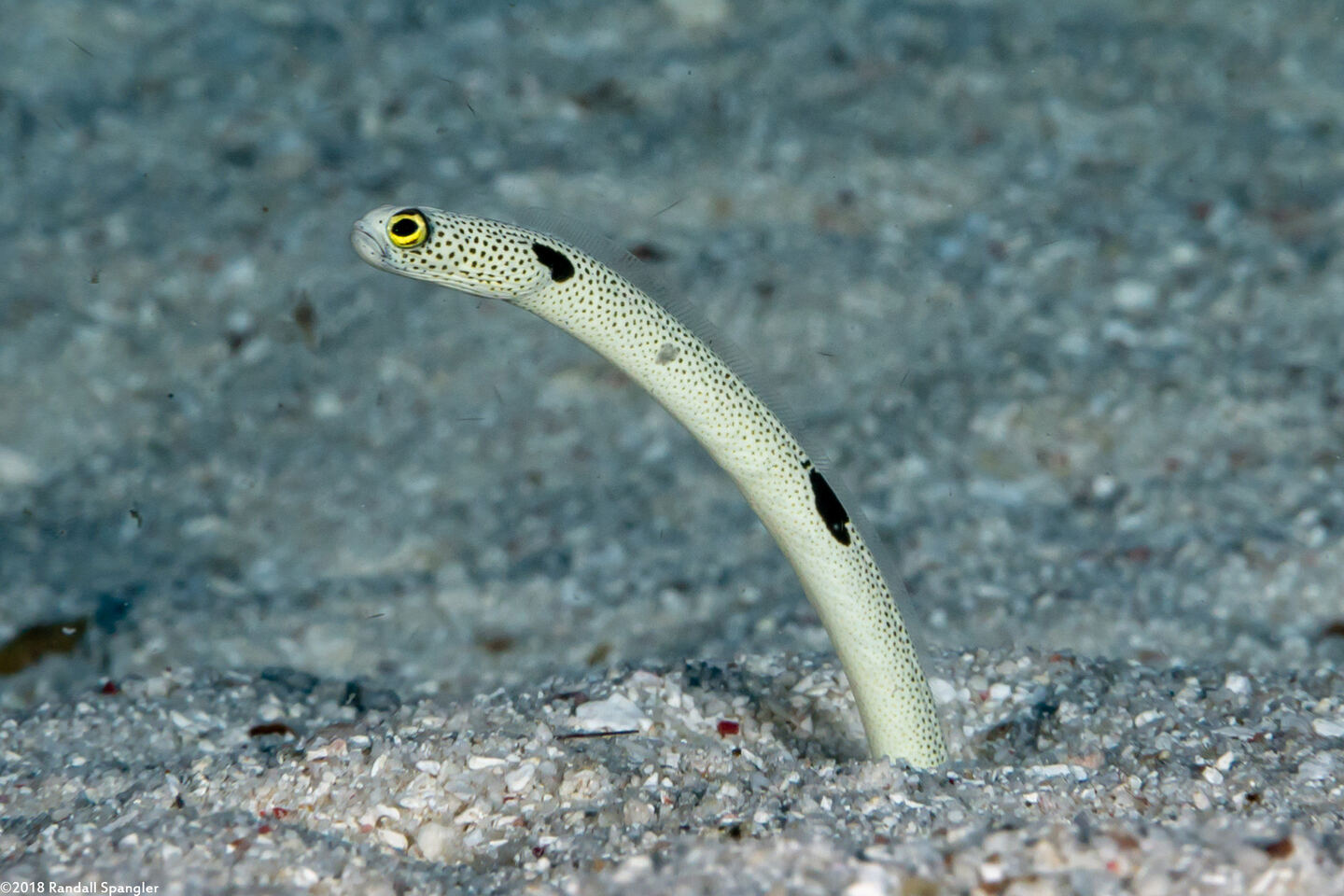 Heteroconger hassi (Spotted Garden Eel)
