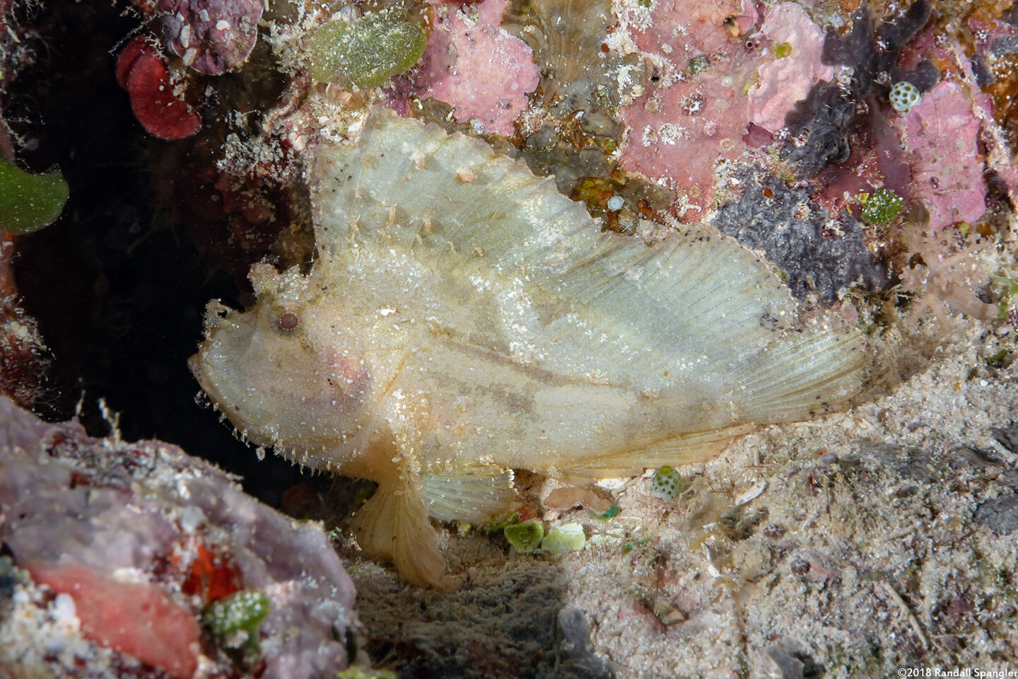 Taenianotus triacanthus (Leaf Scorpionfish)