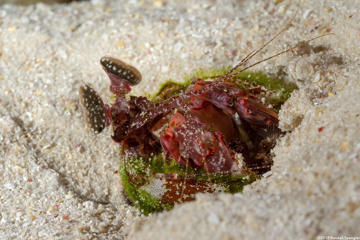 Lysiosquilla lisa (Lisa's Mantis Shrimp)