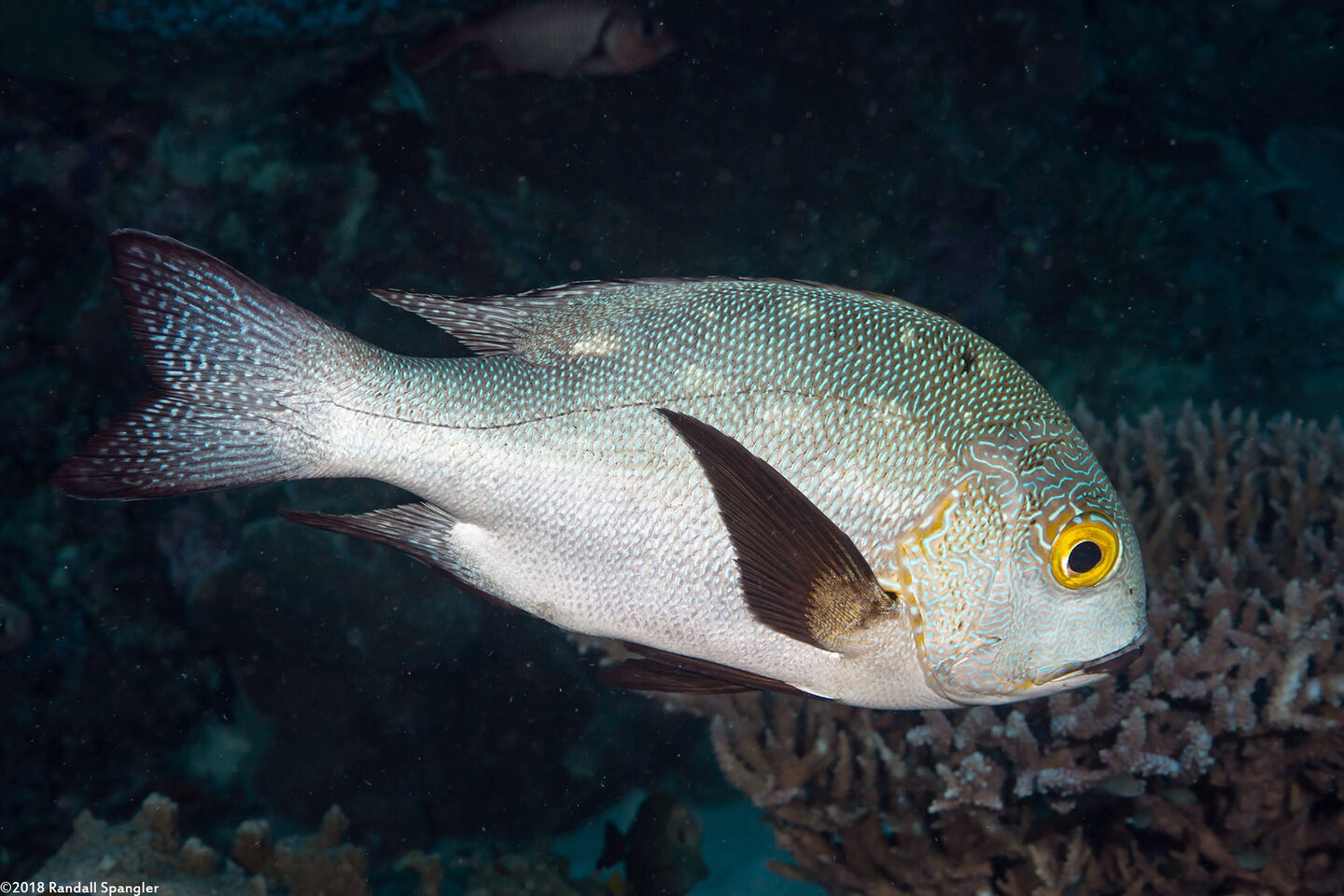Macolor macularis (Midnight Snapper)