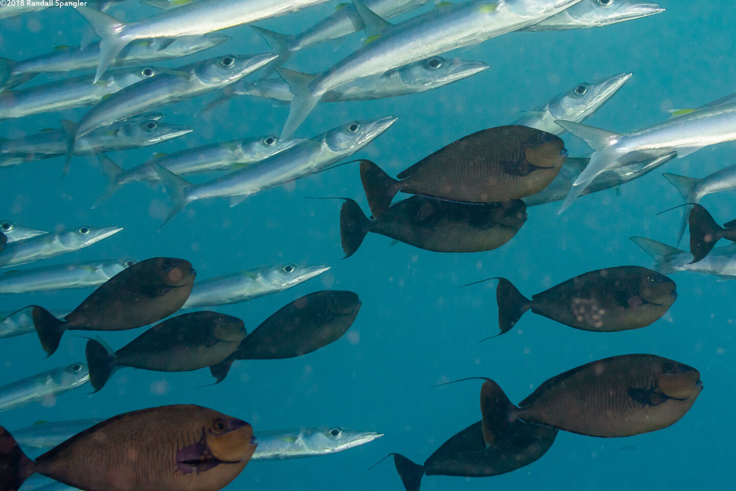 Naso vlamingii (Bignose Unicornfish)
