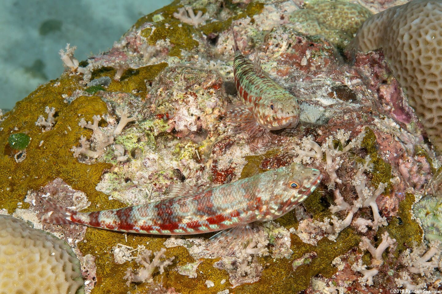 Synodus variegatus (Reef Lizardfish)