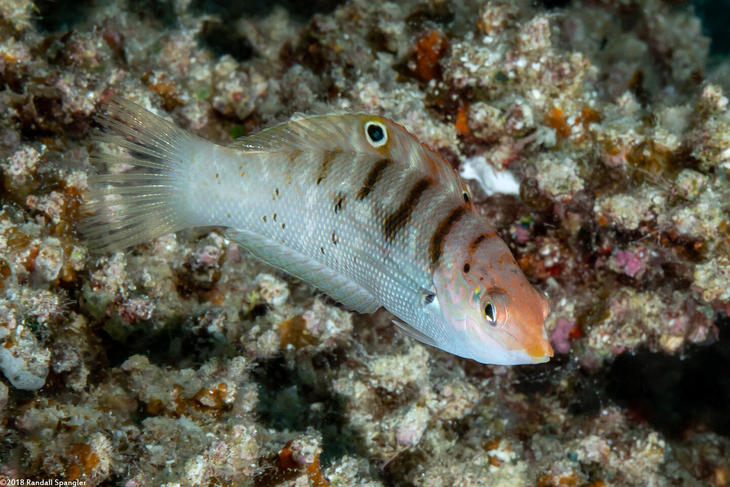 Coris batuensis (Batu Coris)