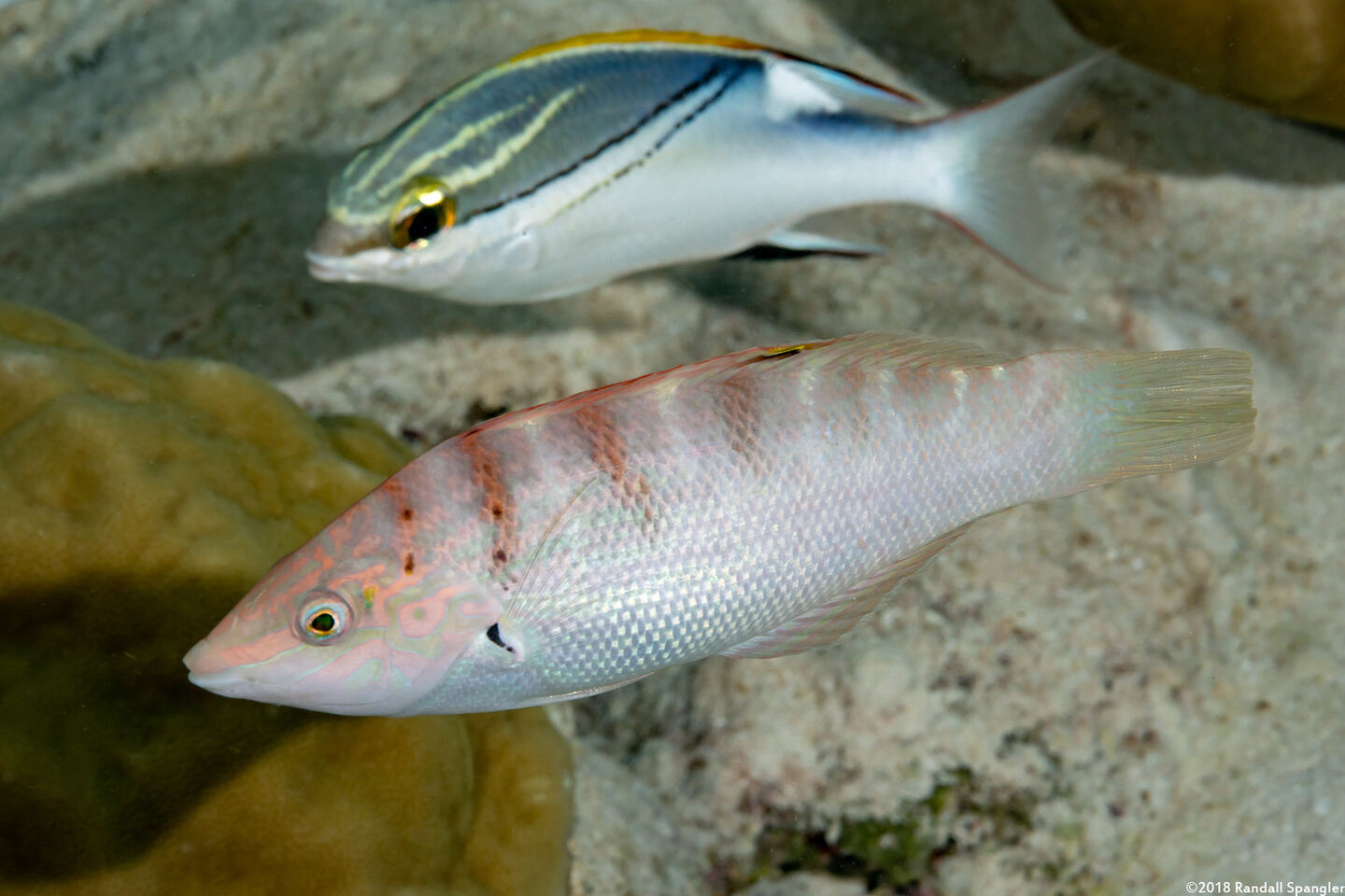 Coris batuensis (Batu Coris)