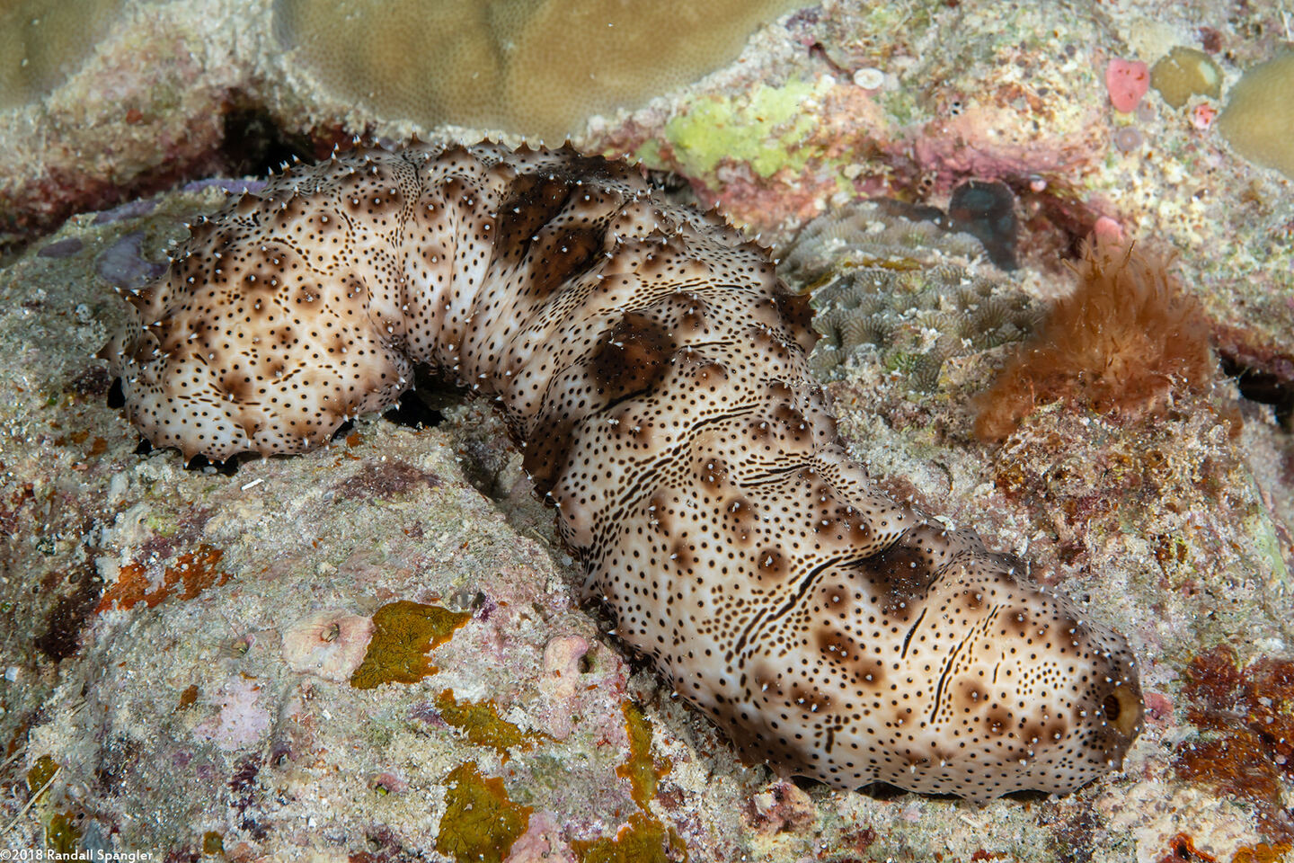 Pearsonothuria graeffei (Blackspotted Sea Cucumber)