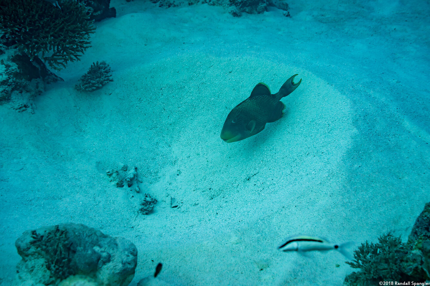 Pseudobalistes flavimarginatus (Yellowmargin Triggerfish); Triggerfish nest