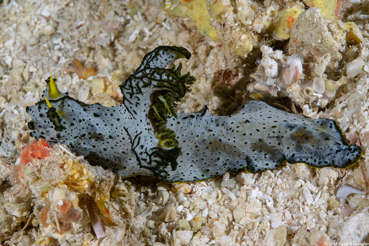 Notodoris  serenae (Gray Norse God)