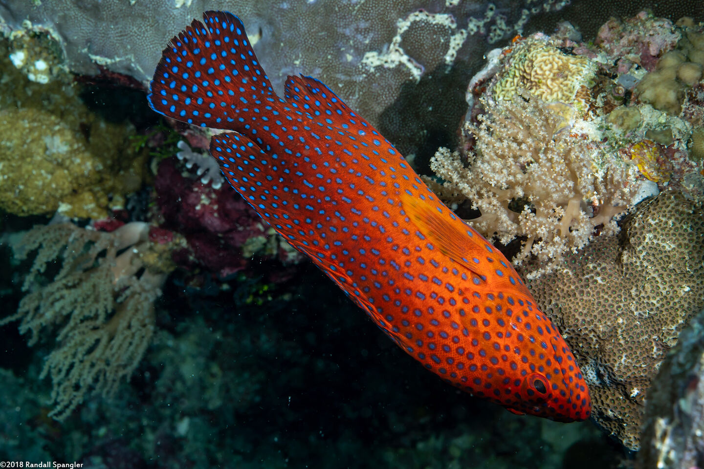 Cephalopholis miniata (Coral Grouper)