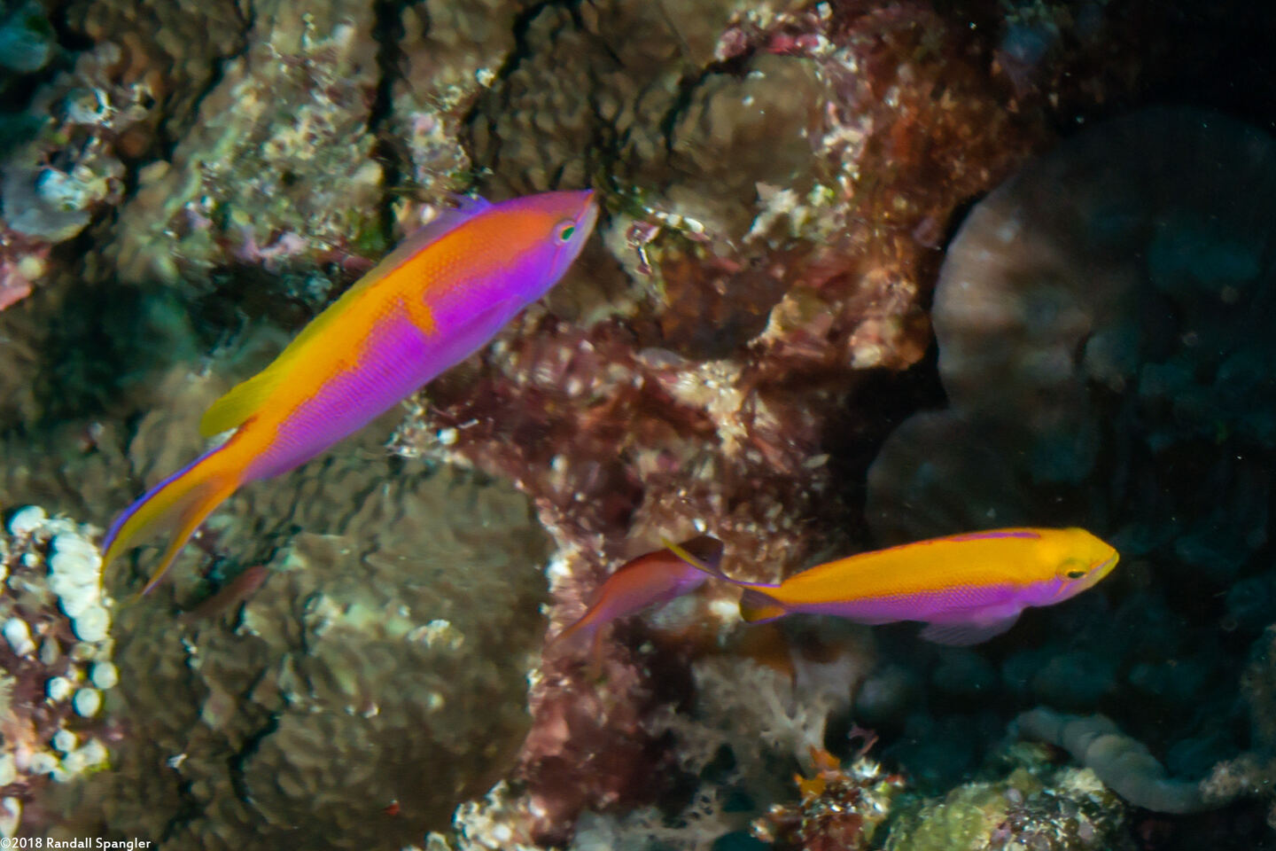 Pseudanthias tuka (Purple Anthias)