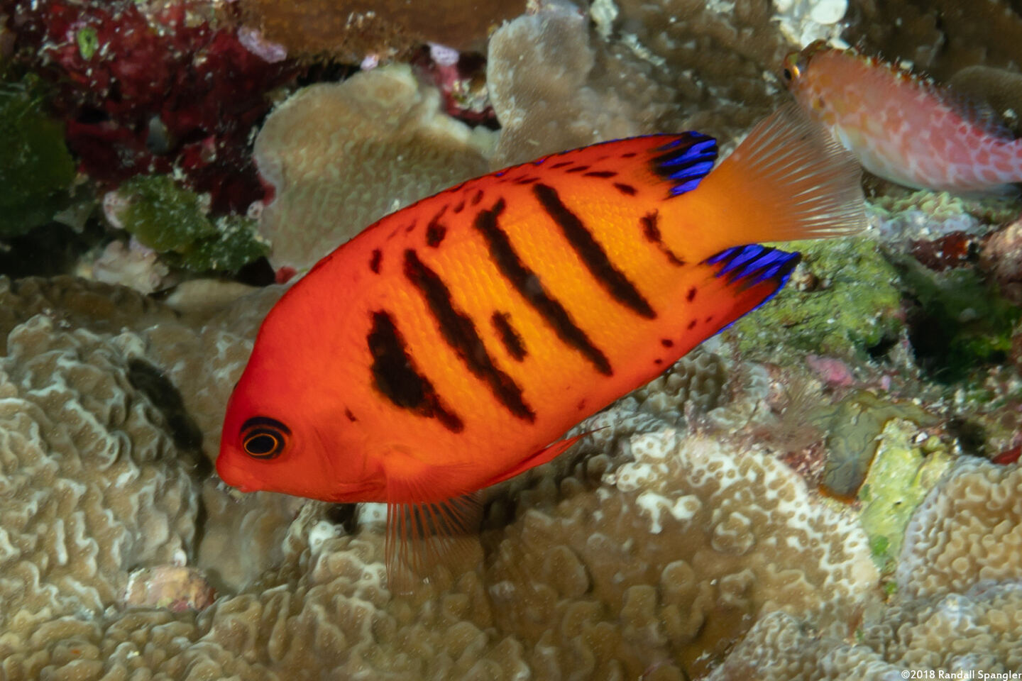 Centropyge loriculus (Flame Angelfish)