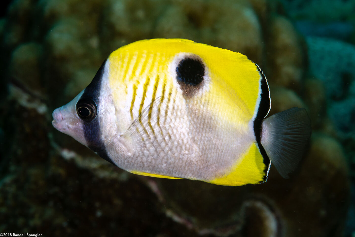 Chaetodon unimaculatus (Teardrop Butterflyfish)