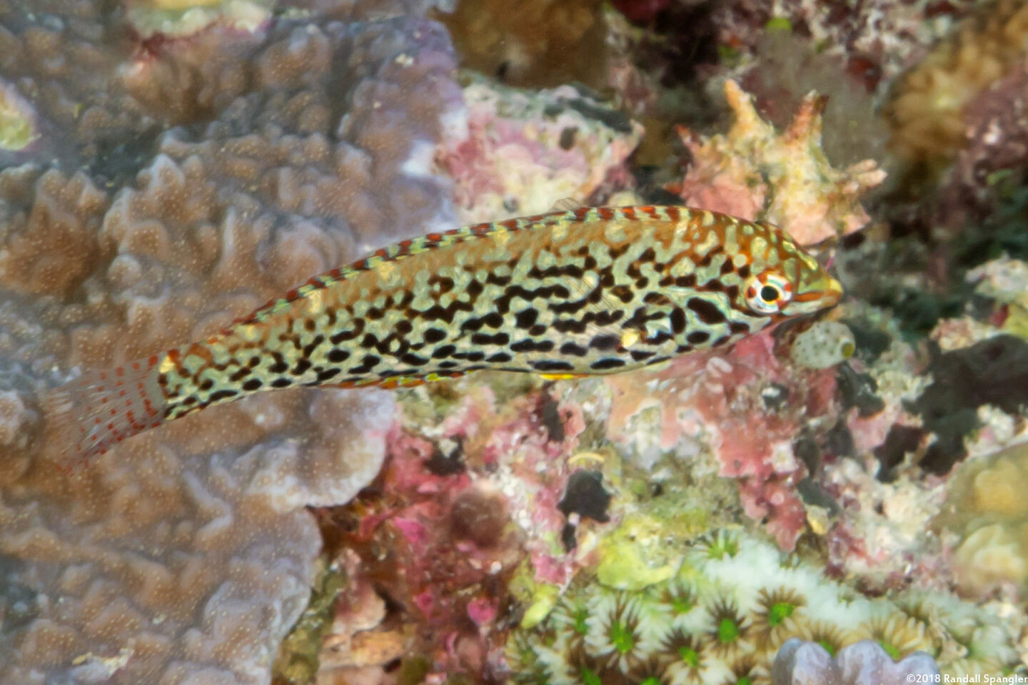 Macropharyngodon meleagris (Leopard Wrasse)