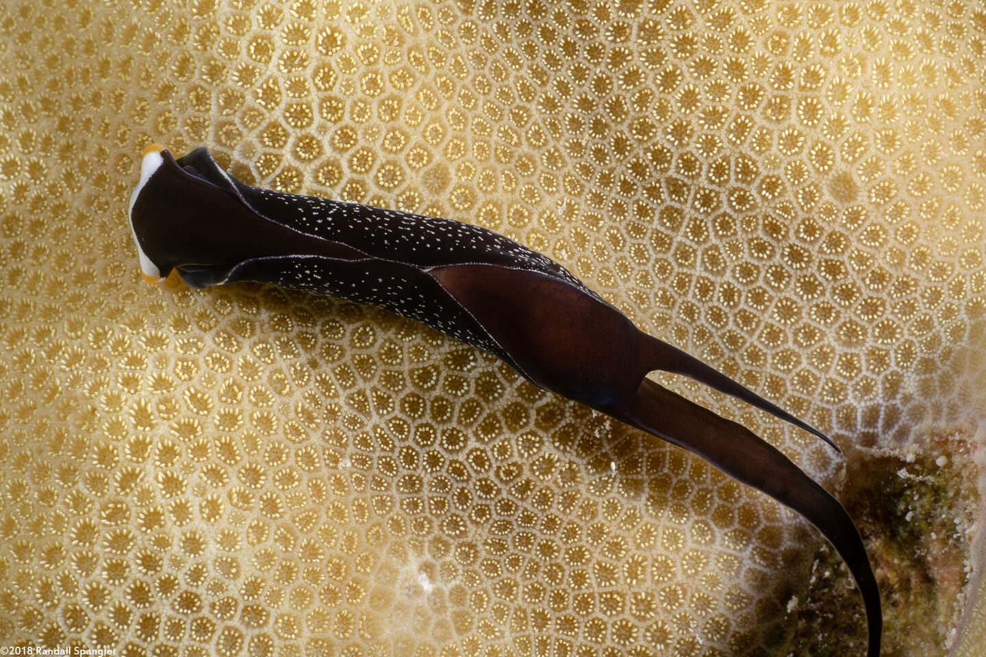 Mariaglaja inornata (Headband Headshield Slug)