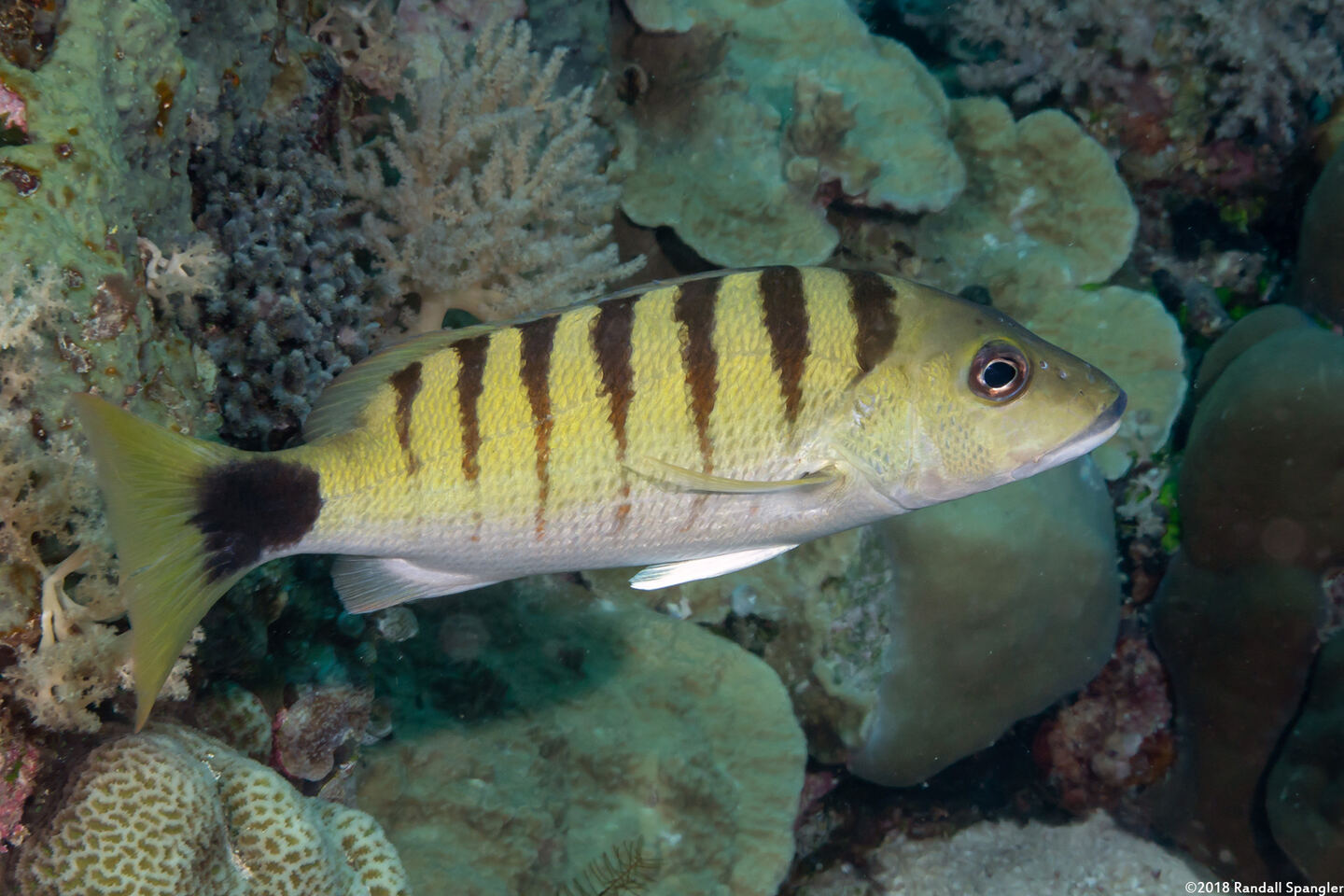 Lutjanus semicinctus (Black-Banded Snapper)
